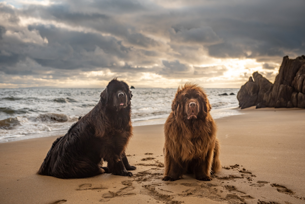 Islay Dog Portrait Photography